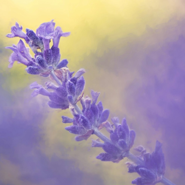 purple flower with blurred background